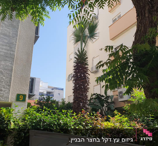 עץ דקל גזום ליד בניין מגורים